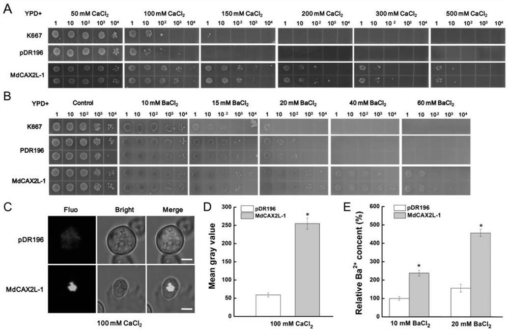 Transgenic plant of apple ion transporter MdCAX2L-1 and application of transgenic plant