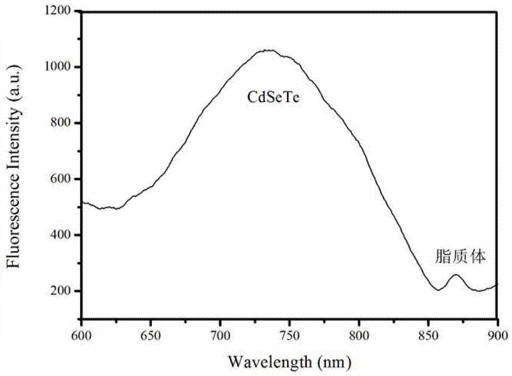 Thermosensitive liposome capable of conducting magnetic-heat release