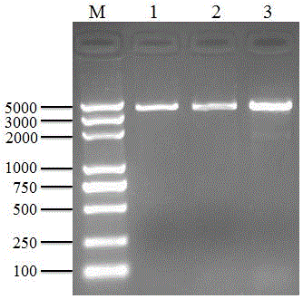 siRNA that inhibits er81 gene expression and its application in breast cancer cells