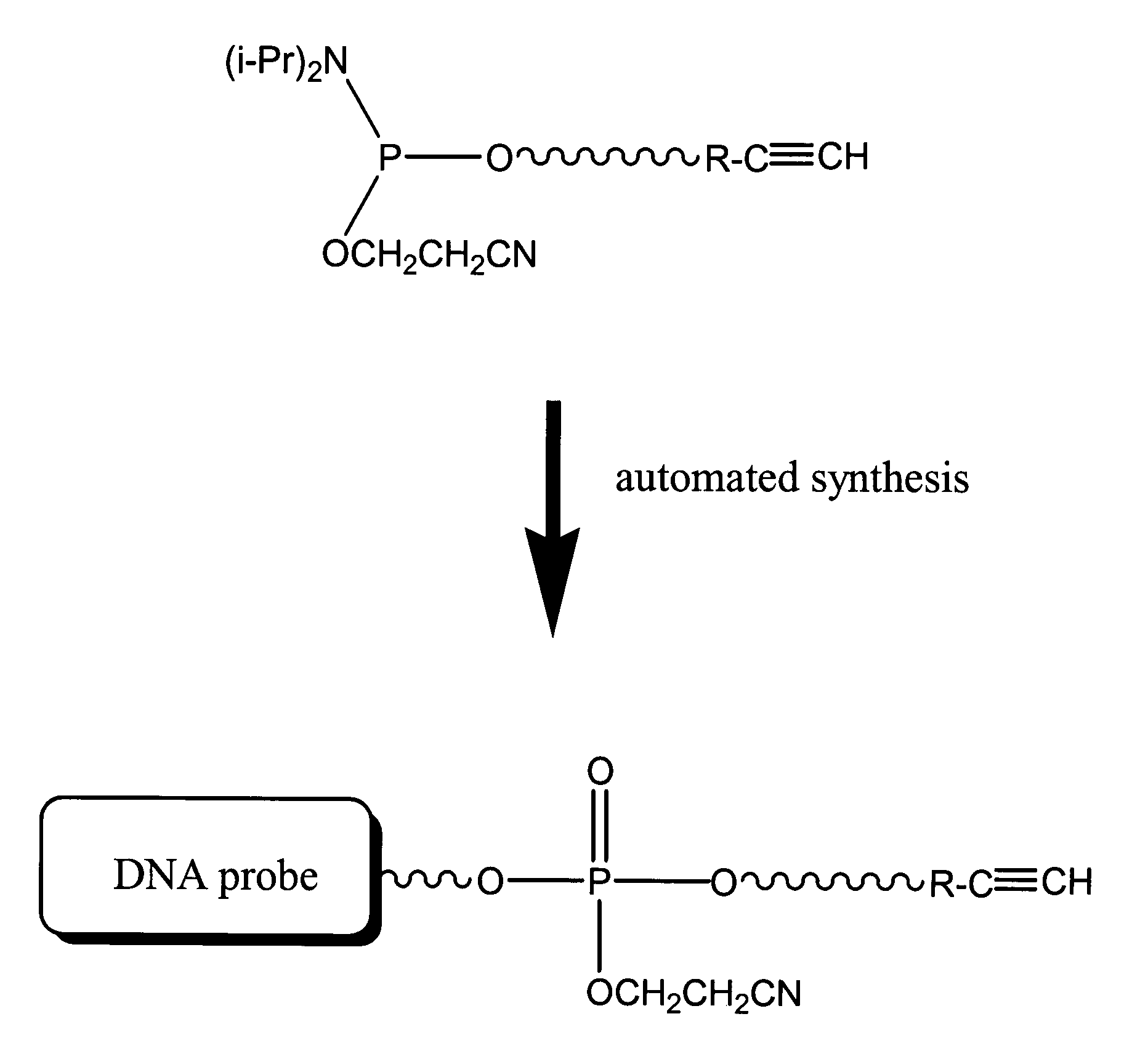 Compositions, probes, and conjugates and uses thereof