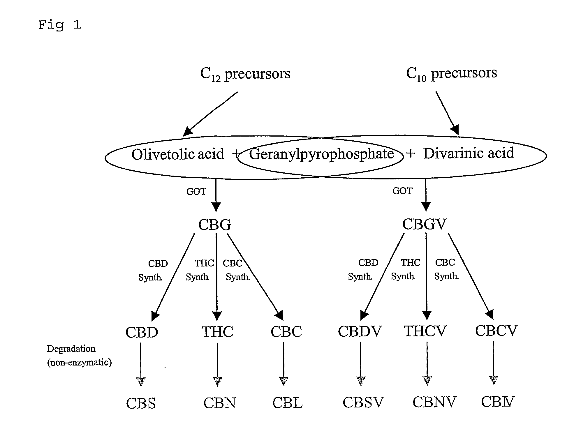 Cannabis sativa plants rich in cannabichromene and its acid, extracts thereof and methods of obtaining extracts therefrom