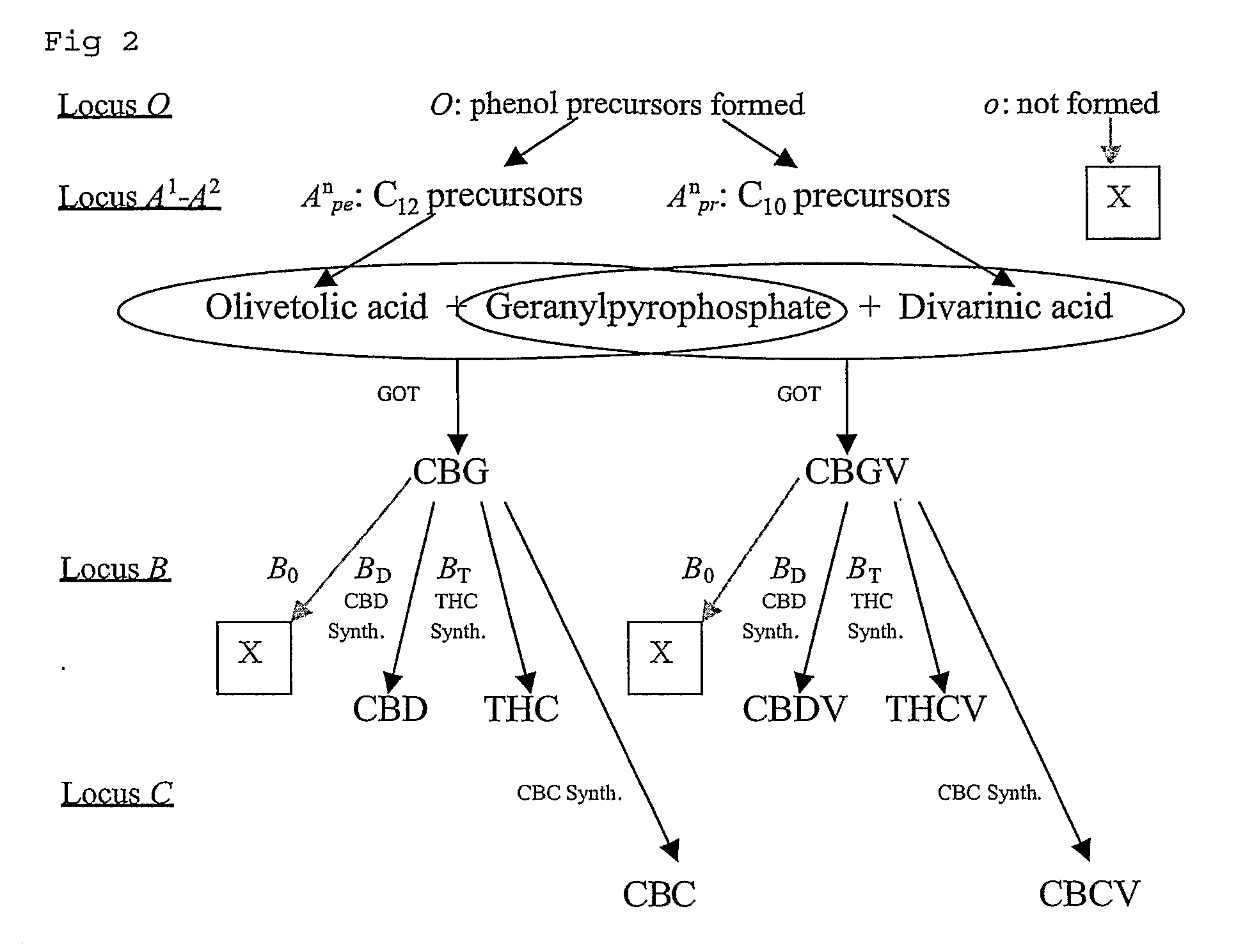 Cannabis sativa plants rich in cannabichromene and its acid, extracts thereof and methods of obtaining extracts therefrom