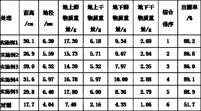 Cunninghamia lanceolata tissue culture seedling transplanting matrix and preparation method thereof