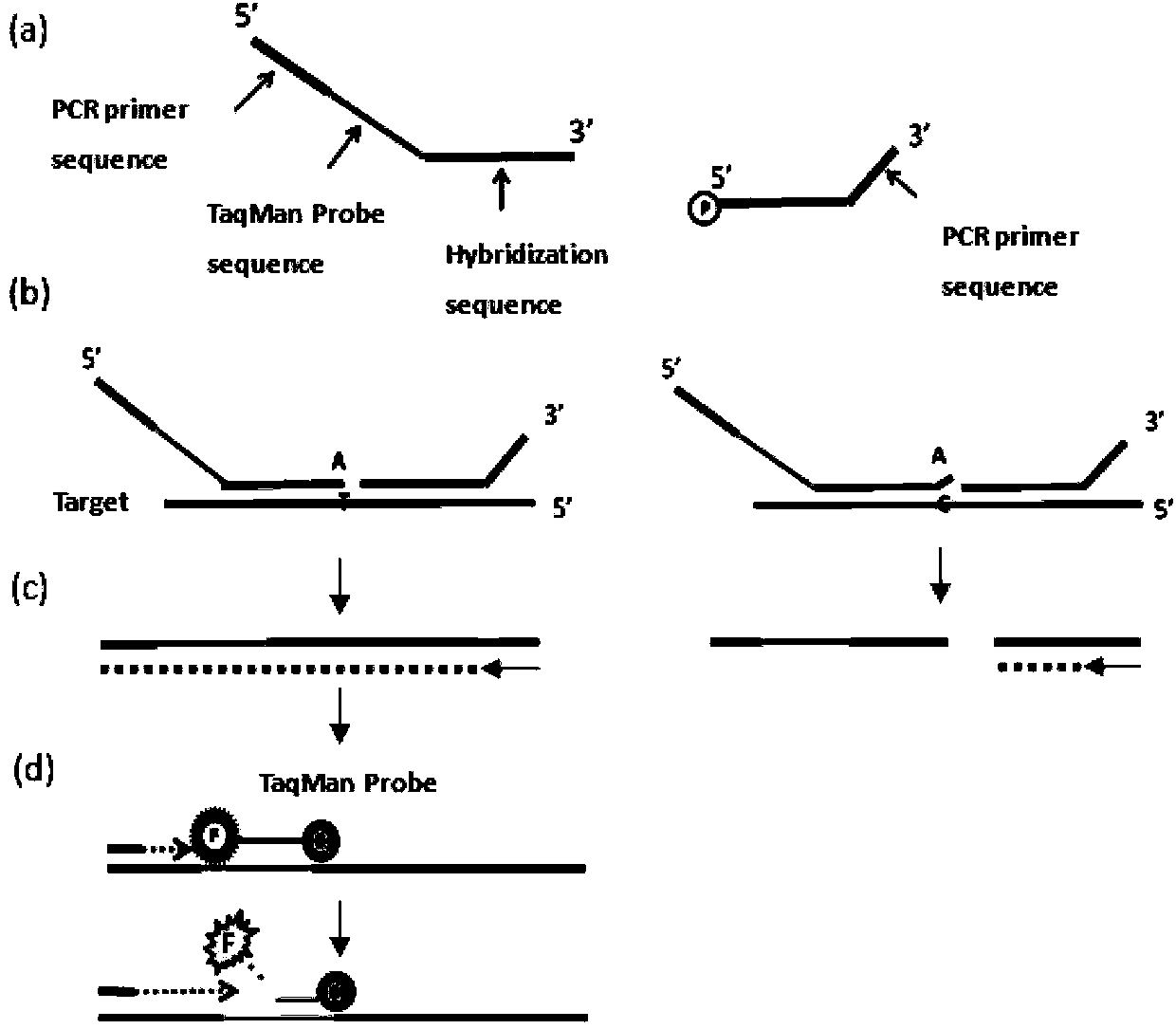 Multiplex ligation-dependent probe real-time fluorescence PCR (Polymerase Chain Reaction) kit for detecting drug resistance of HBV (Hepatitis B Virus) lamivudine and/or adefovir