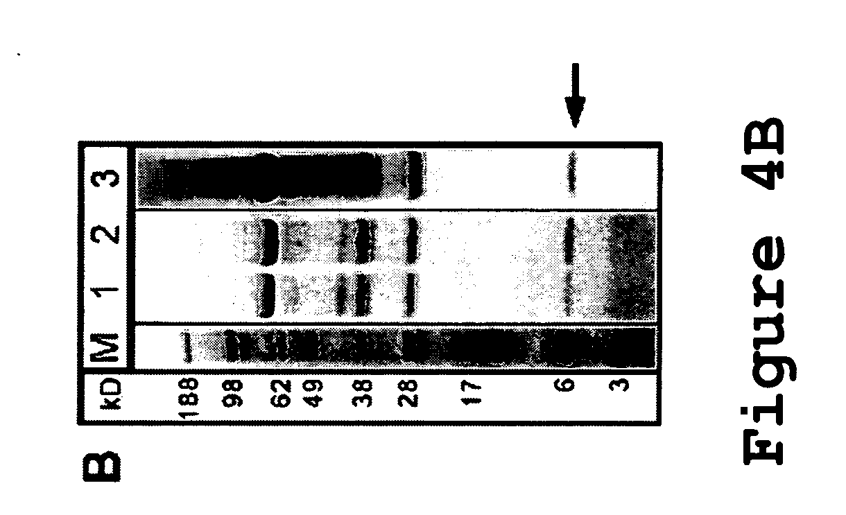 Interleukin-12p40 variants with improved stability