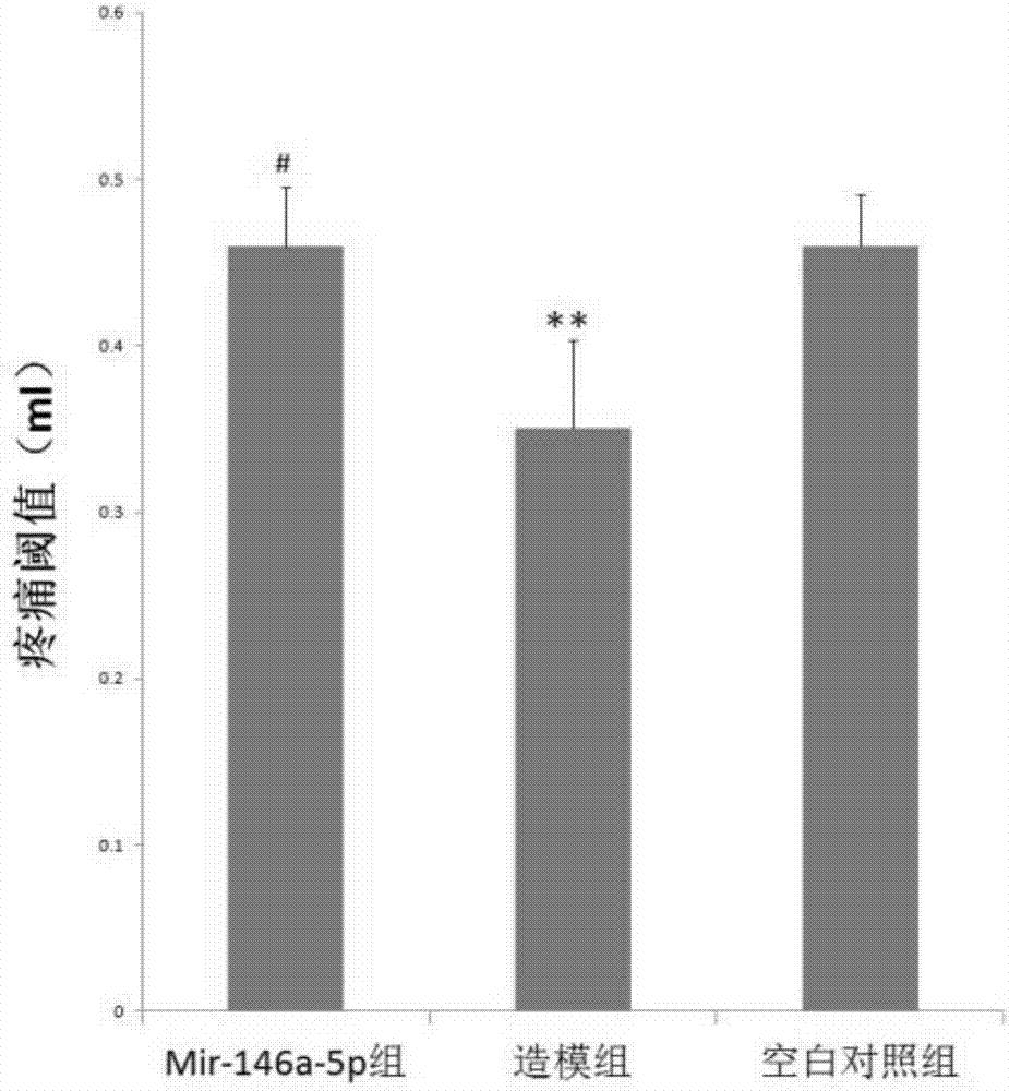 Application of mir-146a-5p to treating visceral hypersensitivity of irritable bowel syndrome