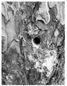 Trunk injection agent for preventing and controlling pine wood nematode disease and monochamus alternatus