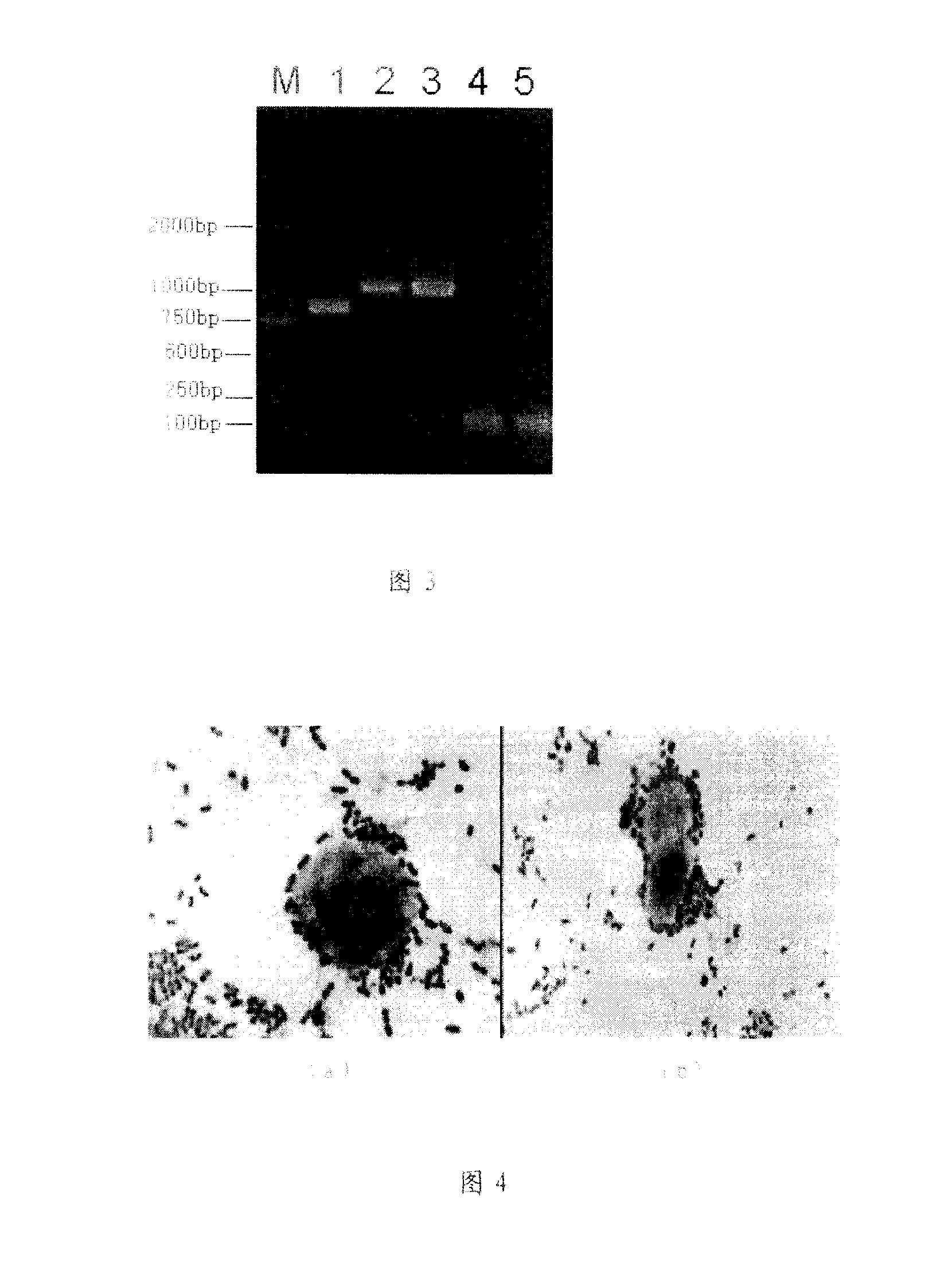 RA preventing and curing for piglet yellow scour, preparation and application thereof