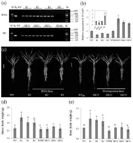 A barley calmodulin gene hvcam1 and its application in salt tolerance