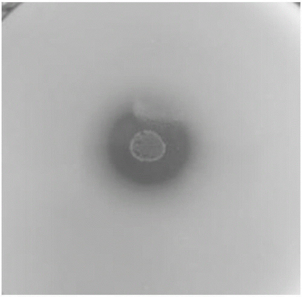 Lactobacillus amylovorus for producing feruloyl esterase and application of lactobacillus amylovorus