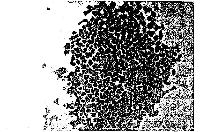 Method of separating derma epidermis stem cell