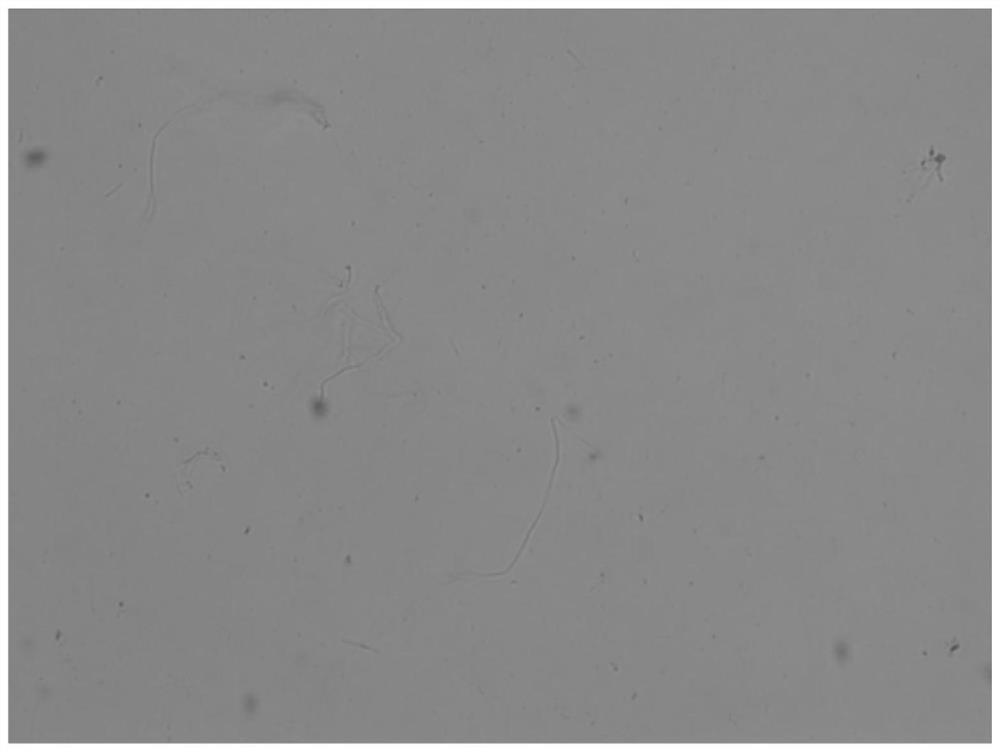 Application of styrene quinoline derivatives in the preparation of anti-drug-resistant bacteria drugs and anti-drug-resistant bacteria drugs