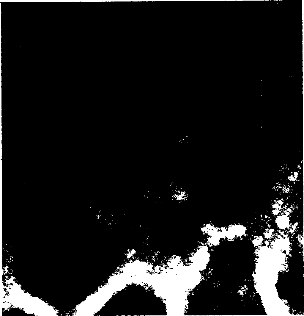 Method for preparing super-amphiphobic micro-nano film on metal surface