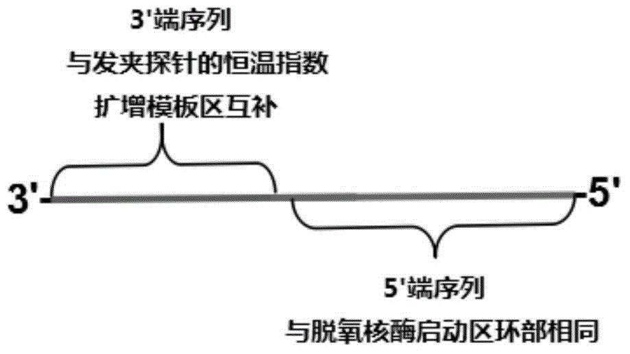 Constant temperature index amplification technology based on triple amplification reaction connection in series and application of constant temperature index amplification technology in microRNA detection