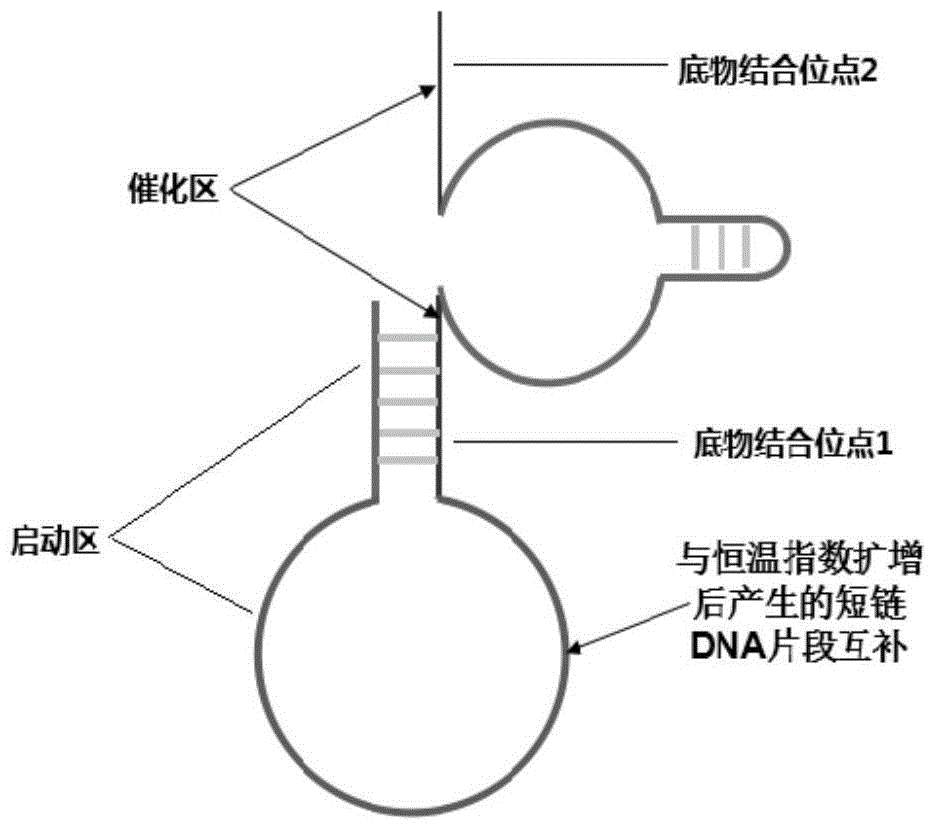 Constant temperature index amplification technology based on triple amplification reaction connection in series and application of constant temperature index amplification technology in microRNA detection