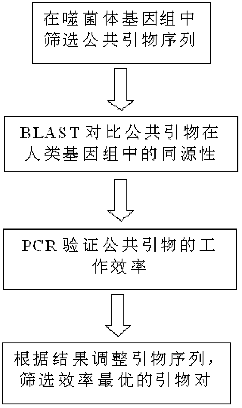 Multiplex polymerase chain reaction (PCR) amplification method and reagent kit