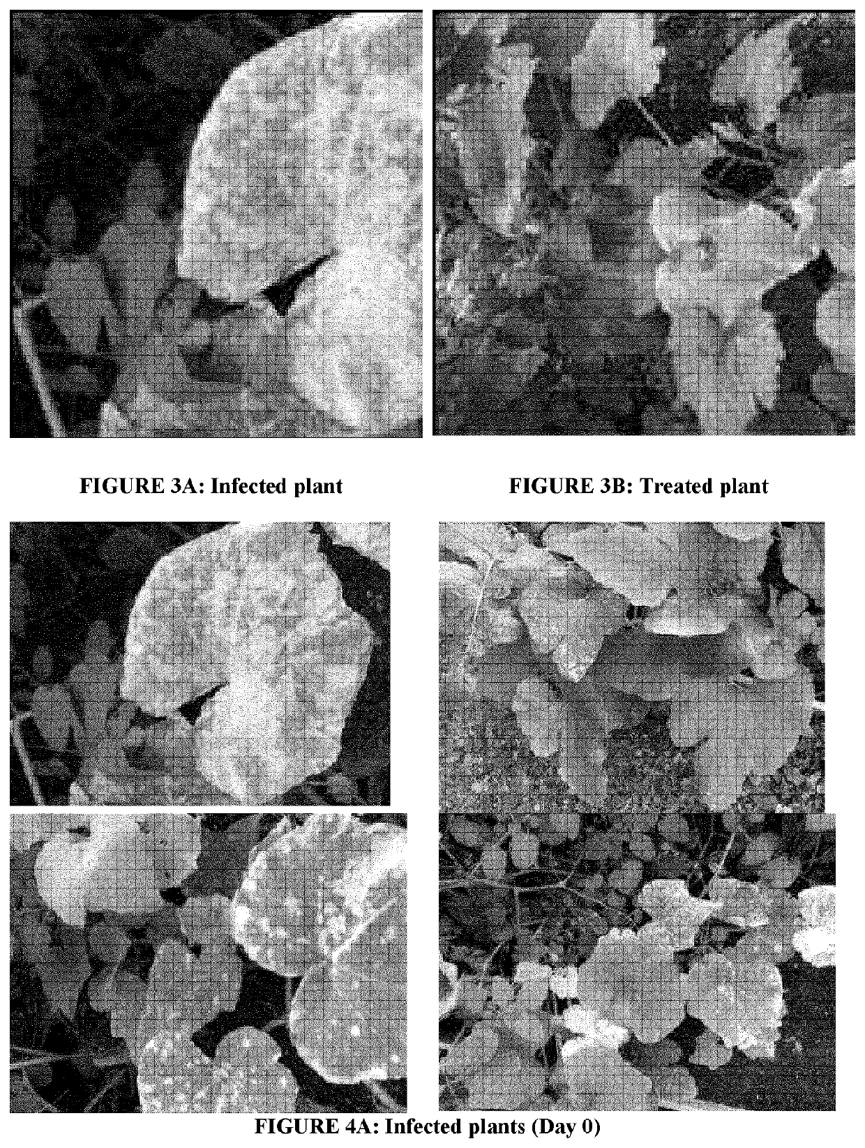 Herbal compositions and methods for the prevention and treatment of plant of nail infections