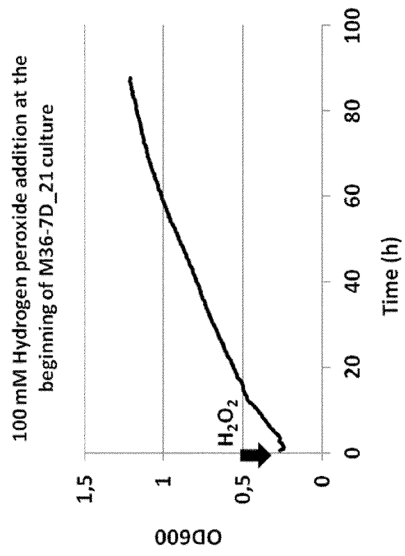 Process for culturing deinococcus bacteria