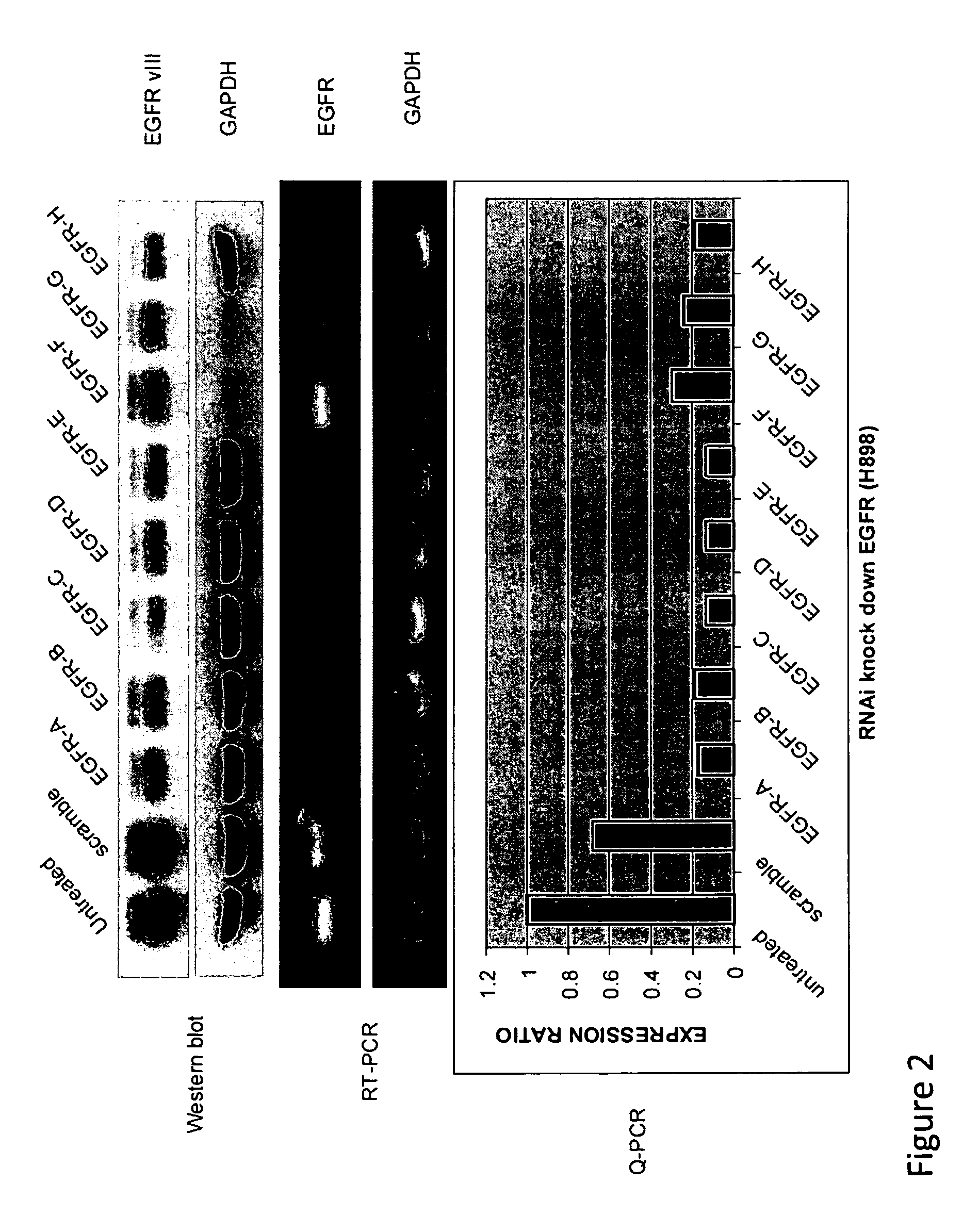 Compositions and methods using siRNA molecules for treatment of gliomas