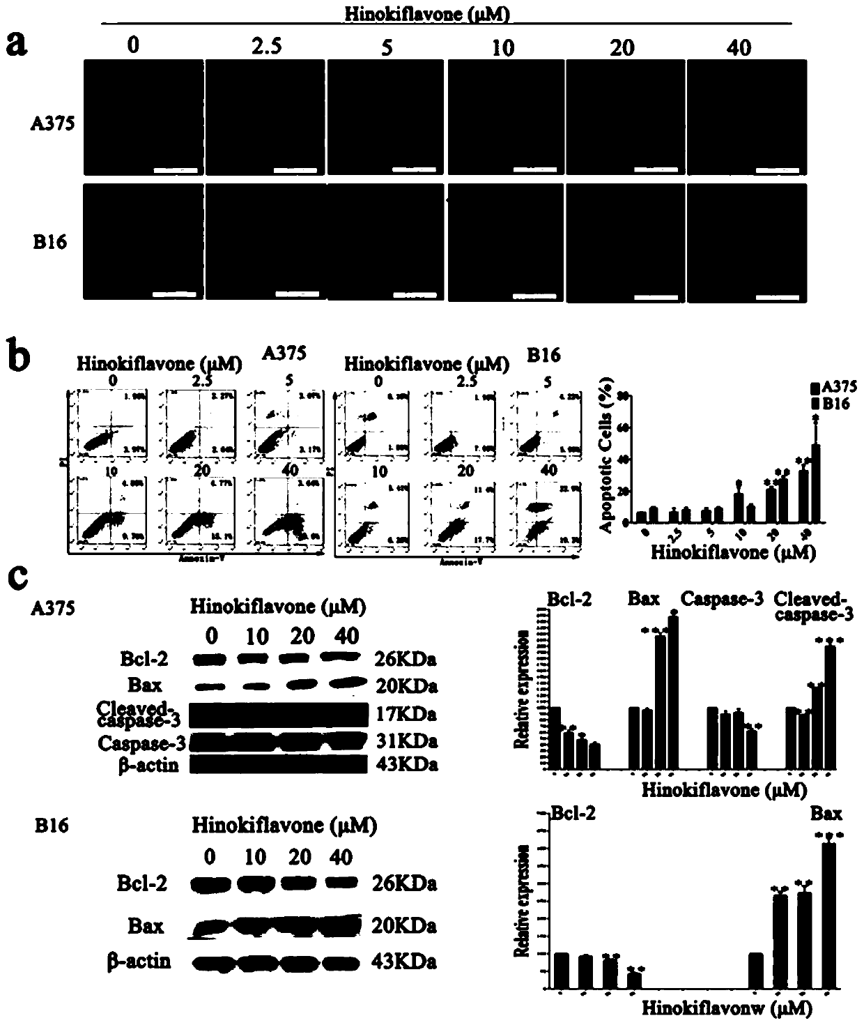 A preparation method of cypress biflavone derivatives and its anti-melanoma application