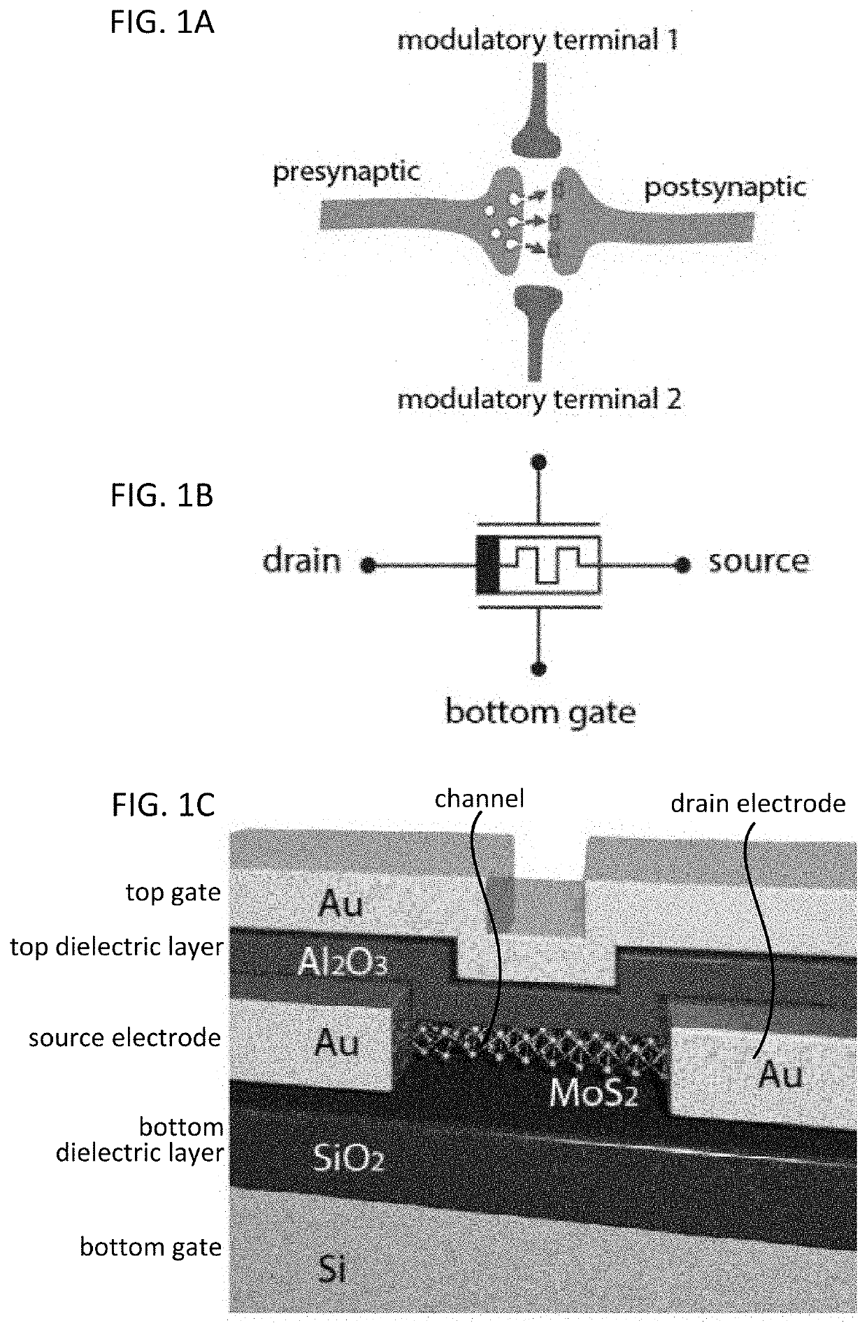 Dual-gated memtransistor crossbar array, fabricating methods and applications of same