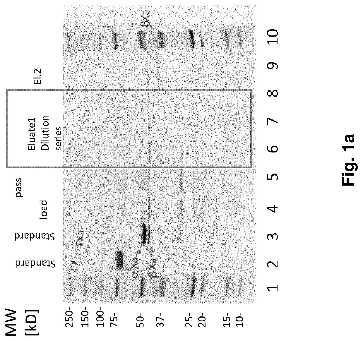 Fx activation process and its use in the preparation of a fxa composition