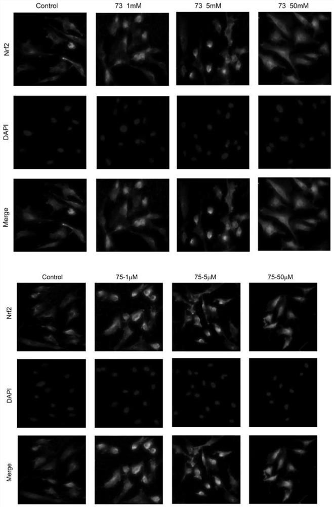 Use of flavonoids from marine fungi