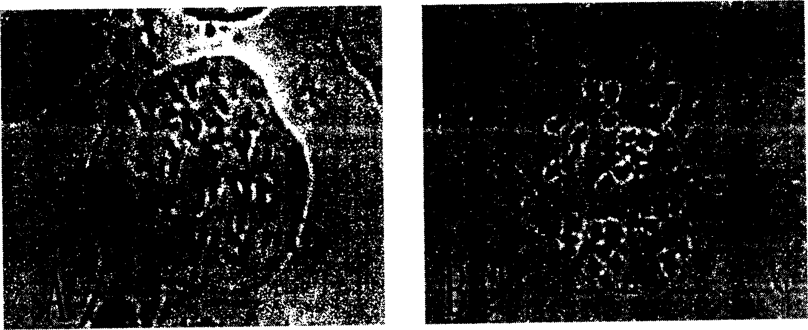 Method of establishing polyploiding system for Dongzao date