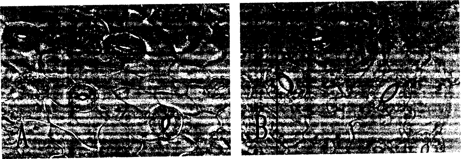 Method of establishing polyploiding system for Dongzao date