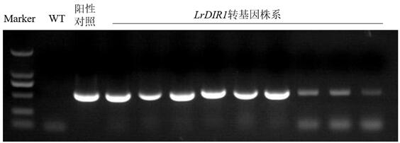 Lilium regale Wilson Dirigent similar protein gene LrDIR1 and application thereof