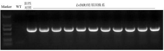 Lilium regale Wilson Dirigent similar protein gene LrDIR1 and application thereof