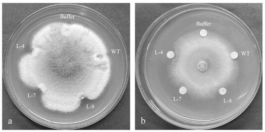 Lilium regale Wilson Dirigent similar protein gene LrDIR1 and application thereof