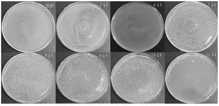 Device for sterilizing and disinfecting surface of endoscope through plasma