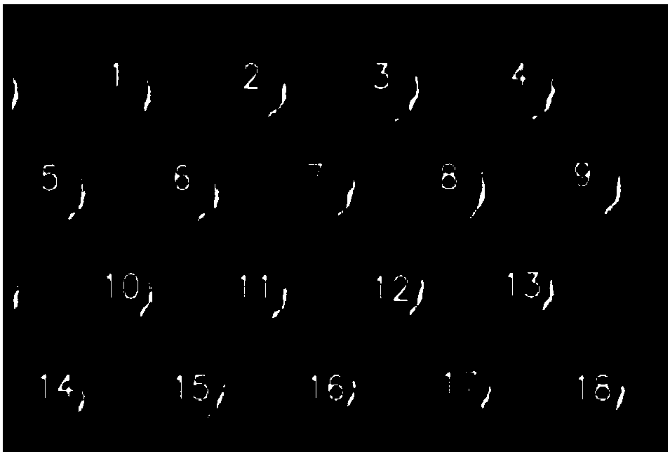 Measurement method and device of striation-shaped morphology characterization parameters