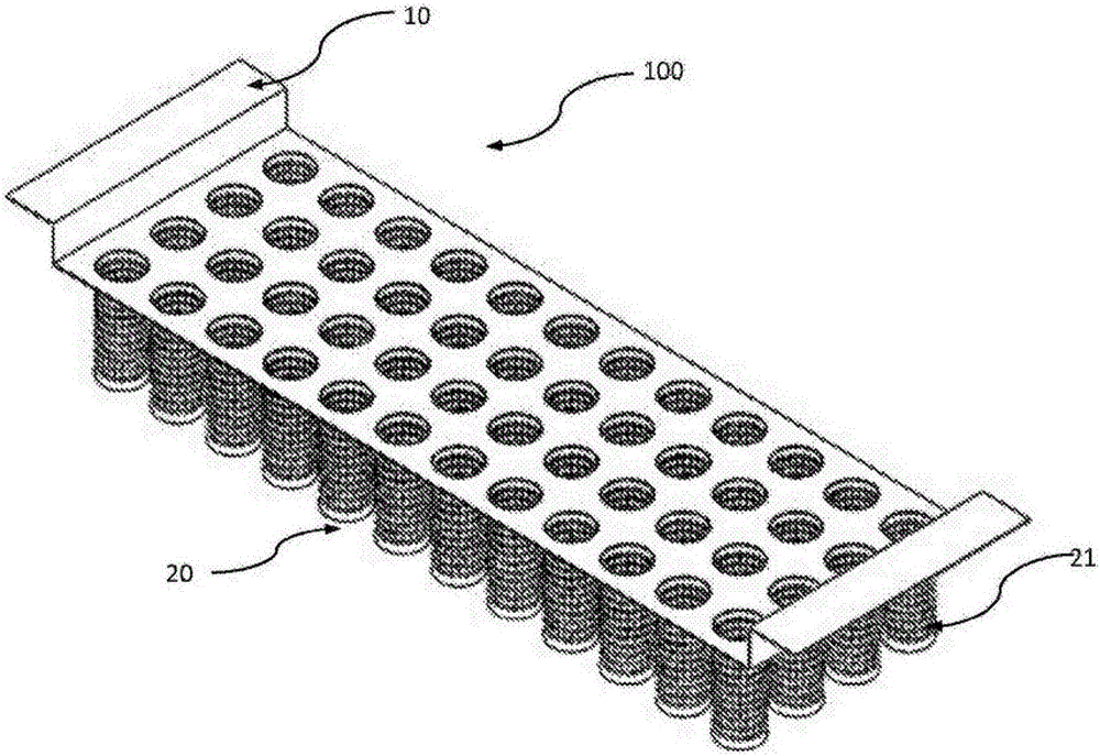 Preparation method of antrodia camphorata conidial powder and antrodia camphorata grain powder