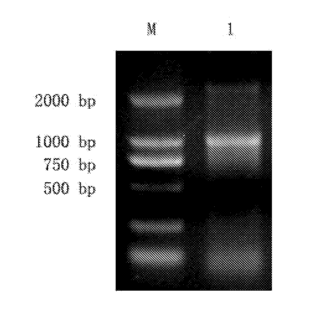 RECOMBINANT EUKARYOTIC EXPRESSION PLASMID ENCODING pprI GENE OF DEINOCOCCUS RADIODURANS R1 AND ITS FUNCTIONS