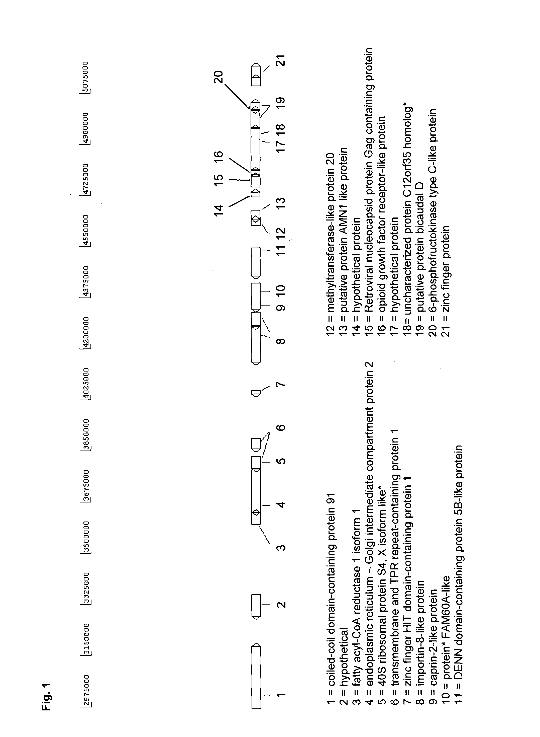 Novel eukaryotic cells and methods for recombinantly expressing a product of interest