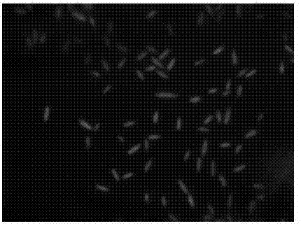 GFP-labeled Fusarium proliferatum and applications thereof