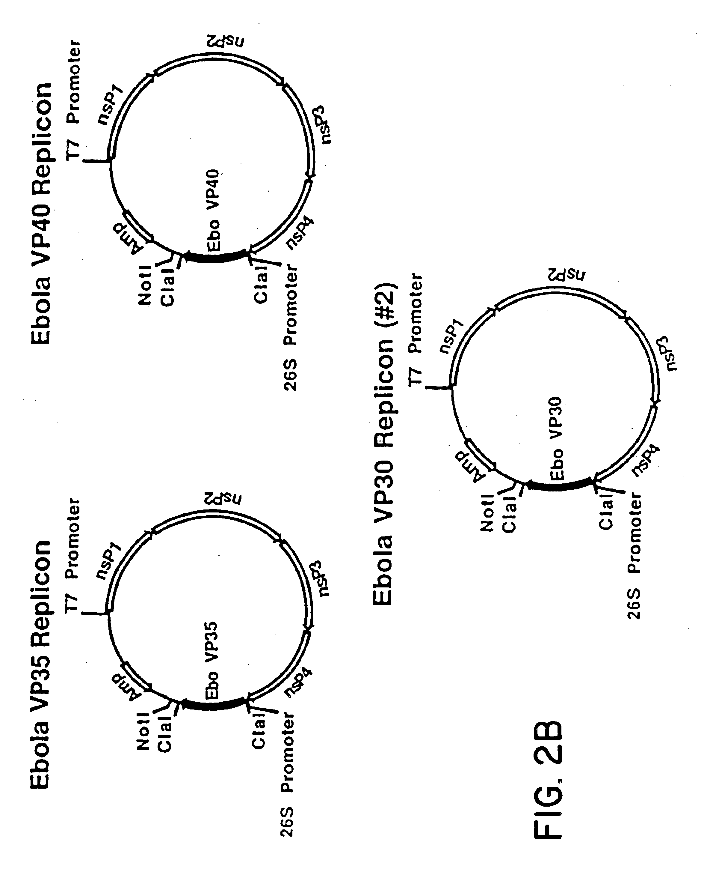 Ebola virion proteins expressed from venezuelan equine encephalitis (VEE) virus replicons