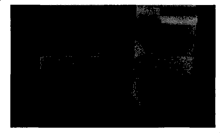 Preparation method of liposome embedded quantum dots silicon dioxide microspheres and products thereof