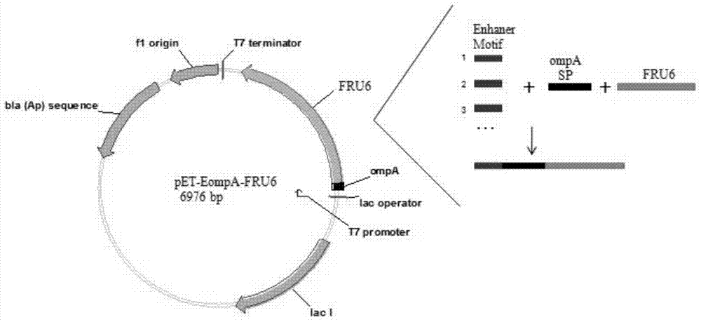 Strong Secretory Signal Peptide Enhancing Small Peptide Motif and Its Application