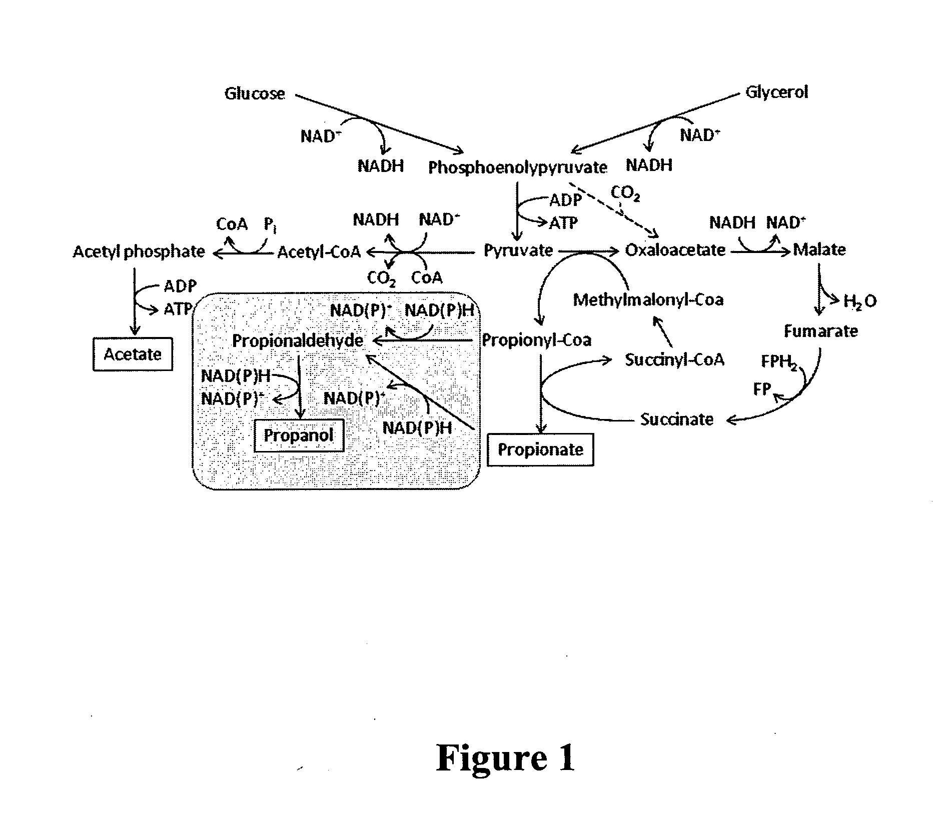 Engineered microorganisms and integrated process for producing n-propanol, propylene and polypropylene