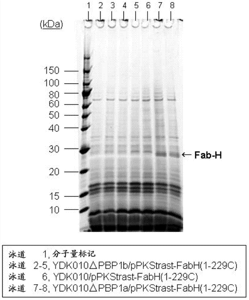 Method for secretory production of protein