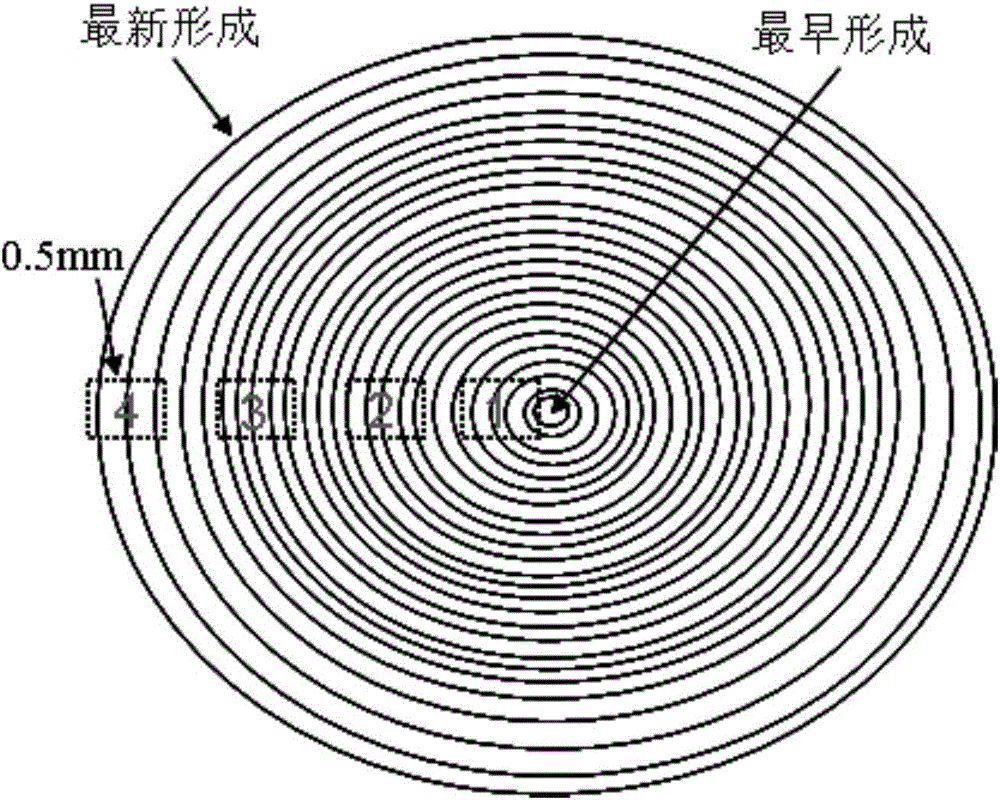 Method for research of feeding ecology of cephalopods in different life history stages according to eye crystalline lens