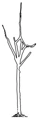 Dispersed and stratified tree shape with small crown and numerous main branches and shape pruning technical method for Korla pear