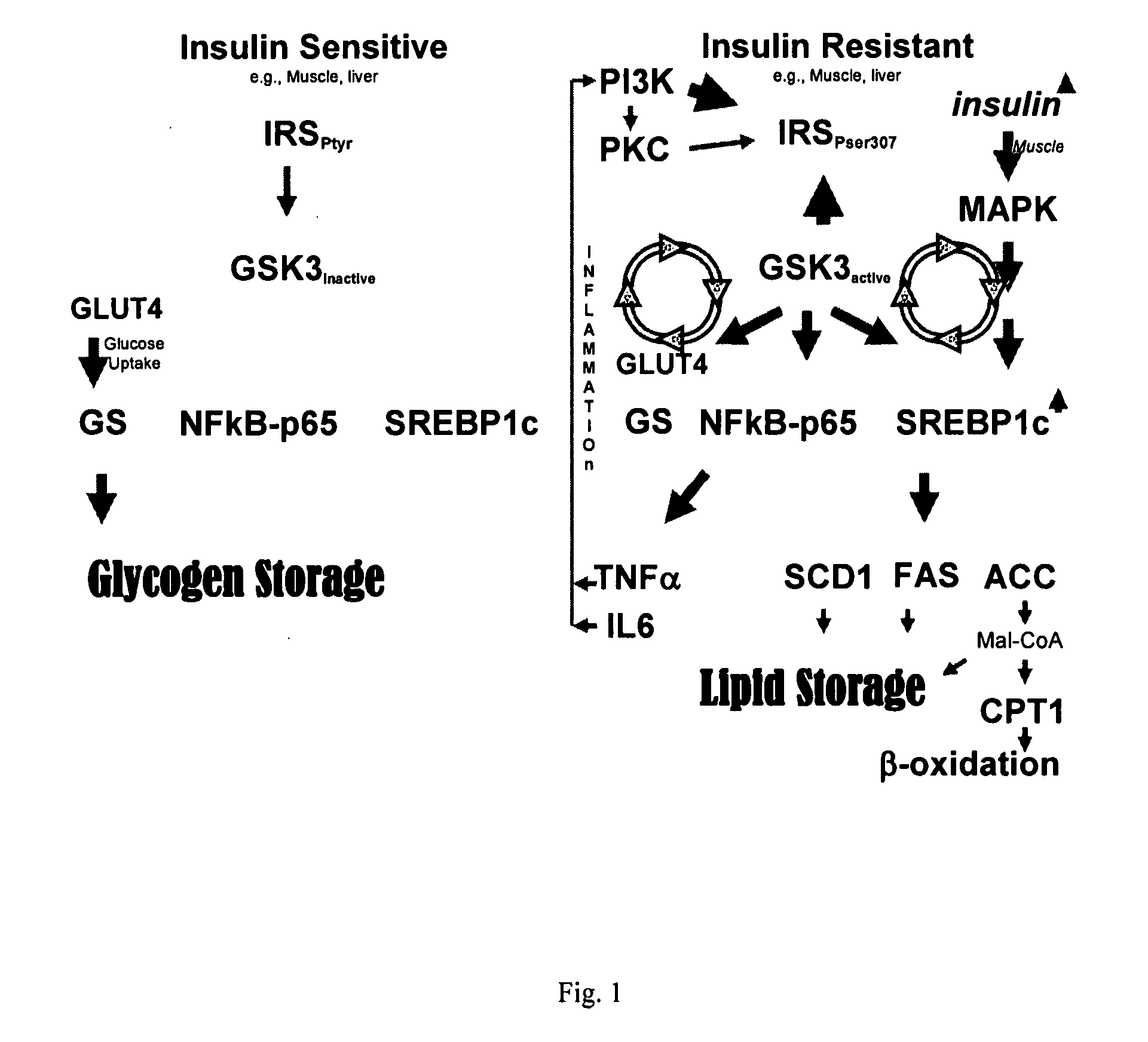 Protein kinase modulation by hops and acacia products