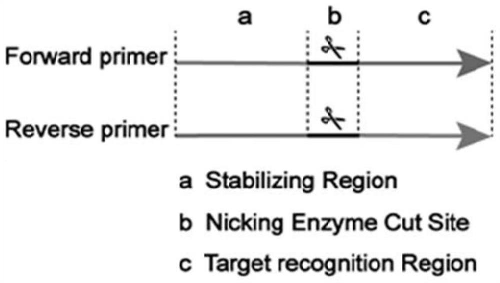 CRISPRCas12a system-based miRNA-21 detection method and kit