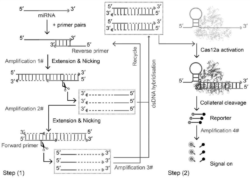 CRISPRCas12a system-based miRNA-21 detection method and kit