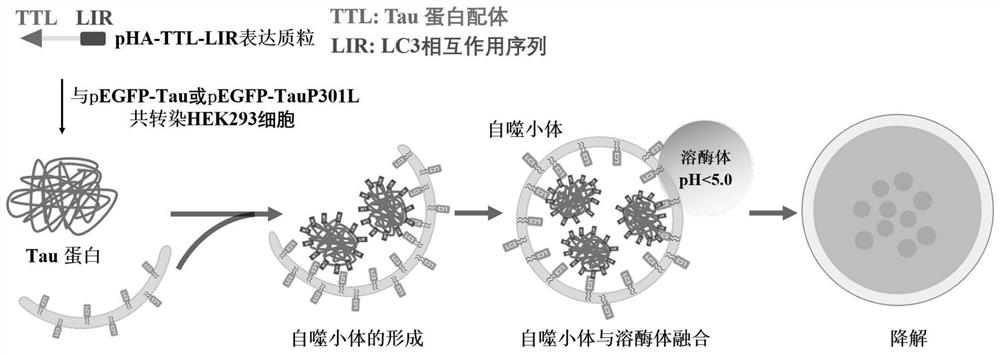 Chimeric molecules mediating tau protein degradation based on autophagy mechanism and their applications