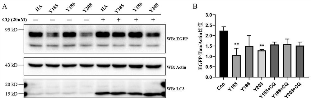 Chimeric molecules mediating tau protein degradation based on autophagy mechanism and their applications